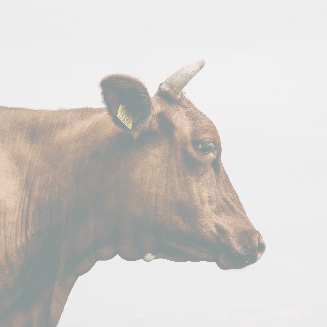 9 Ways to Assess Your Motivations for Veganism in Eating Disorder Recovery