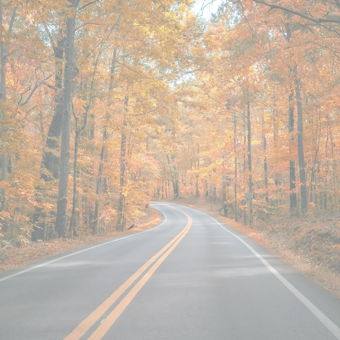 A paved road through a forest of tall trees with bright orange leaves